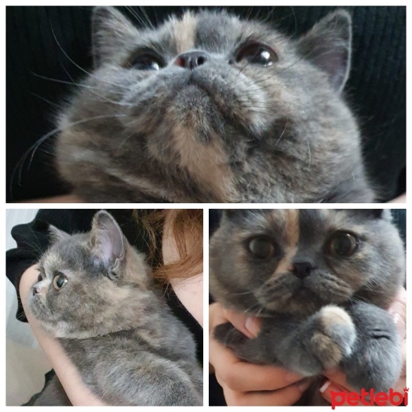 British Shorthair, Kedi  Bonnie fotoğrafı