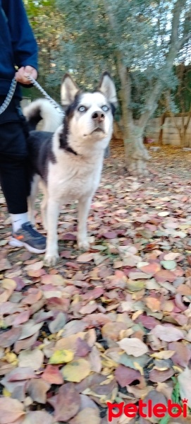 Sibirya Kurdu (Husky), Köpek  MAVİ fotoğrafı