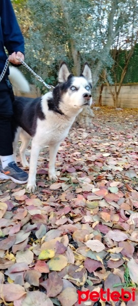 Sibirya Kurdu (Husky), Köpek  MAVİ fotoğrafı