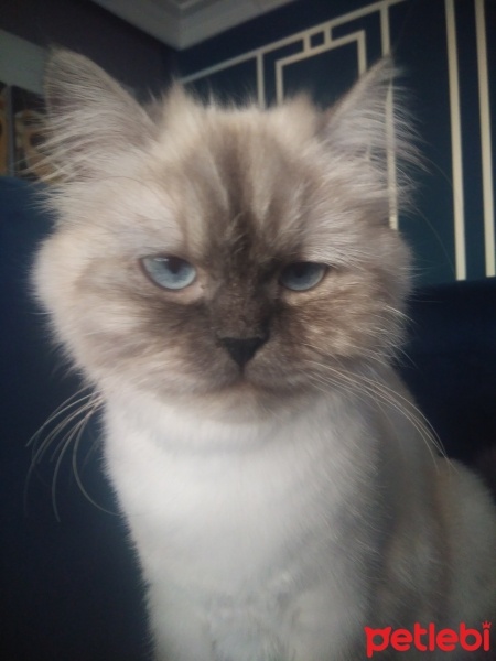Himalayan, Kedi  mia fotoğrafı