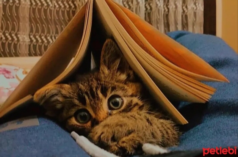 Tekir Kedi, Kedi  VENÜS fotoğrafı