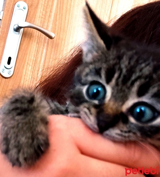 Tekir Kedi, Kedi  VENÜS fotoğrafı