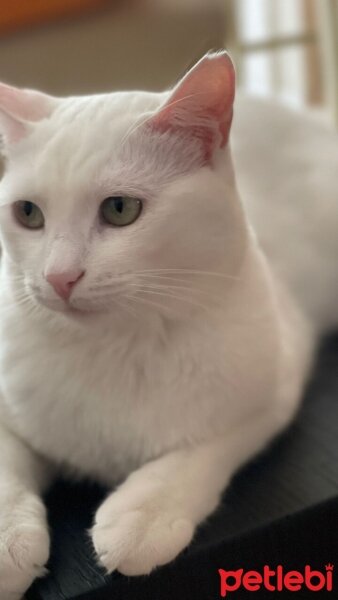 Ankara Kedisi, Kedi  Elizabeth fotoğrafı