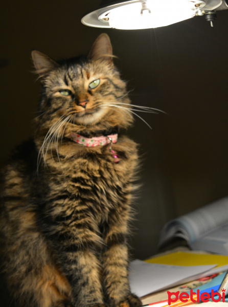 Tekir Kedi, Kedi  Kavun fotoğrafı