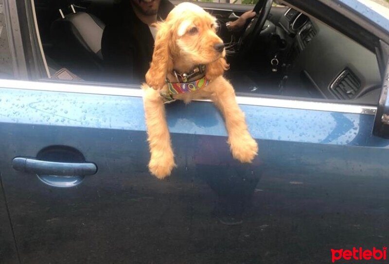 İngiliz Cocker Spaniel, Köpek  Çiko fotoğrafı