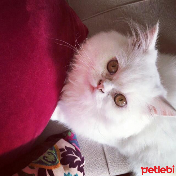 Chinchilla, Kedi  ciko fotoğrafı