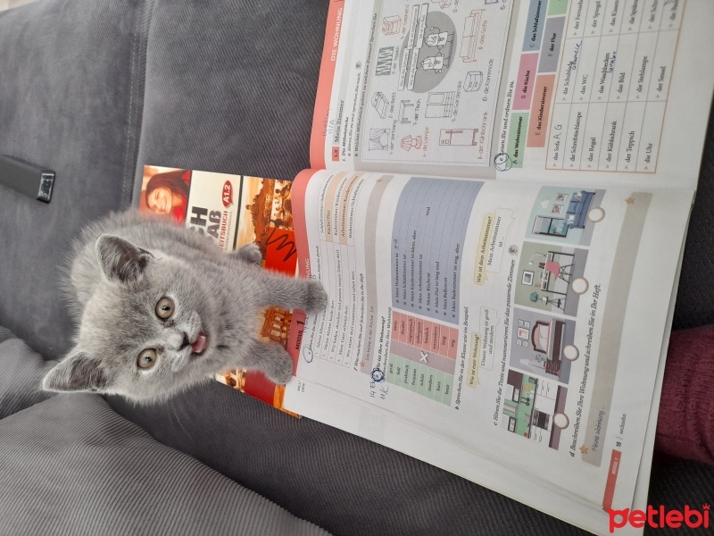 British Shorthair, Kedi  Kleo fotoğrafı