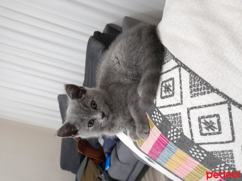 British Shorthair, Kedi  Kleo fotoğrafı