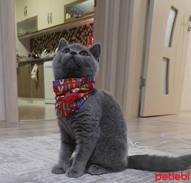 British Shorthair, Kedi  Kleo fotoğrafı
