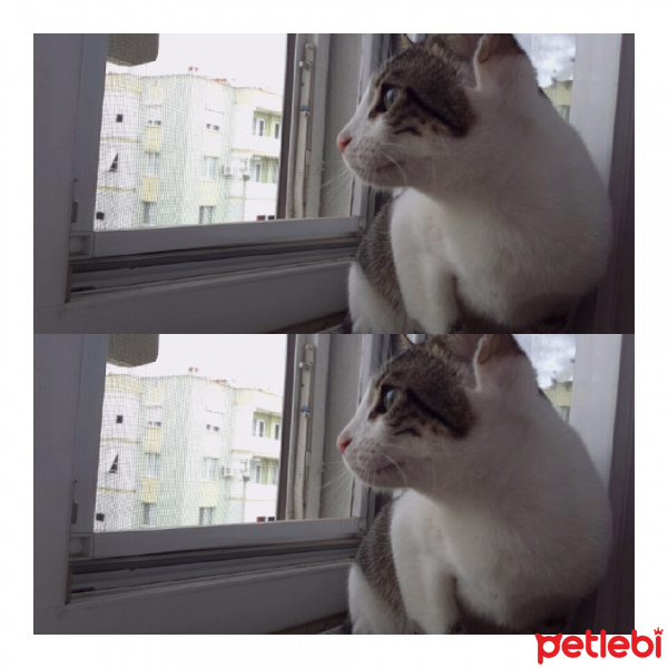 Tekir Kedi, Kedi  Felix fotoğrafı