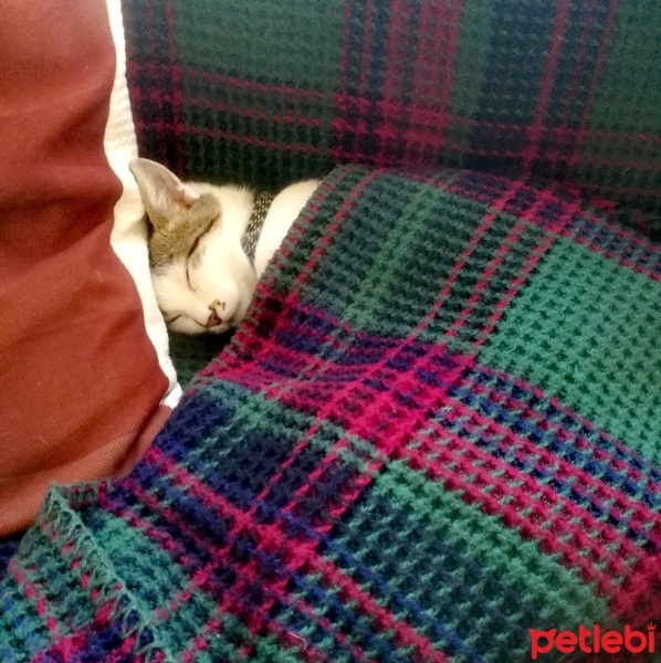 Tekir Kedi, Kedi  Luna fotoğrafı