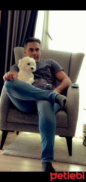 Maltese, Köpek  tedi fotoğrafı