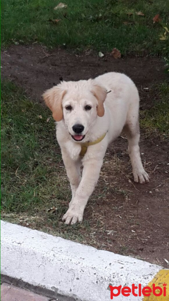 Golden Retriever, Köpek  Fugy fotoğrafı