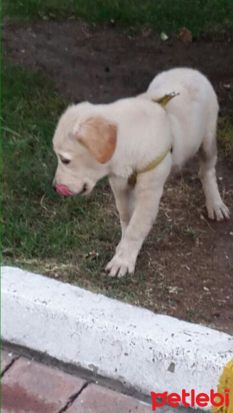 Golden Retriever, Köpek  Fugy fotoğrafı
