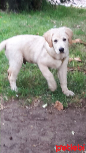 Golden Retriever, Köpek  Fugy fotoğrafı