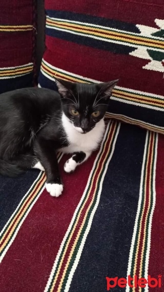 Tekir Kedi, Kedi  Zeytin fotoğrafı