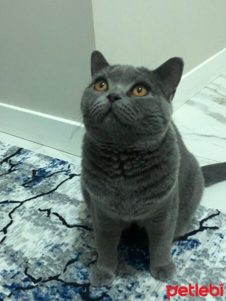 British Shorthair, Kedi  Cico fotoğrafı