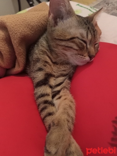 Tekir Kedi, Kedi  Ponçik fotoğrafı