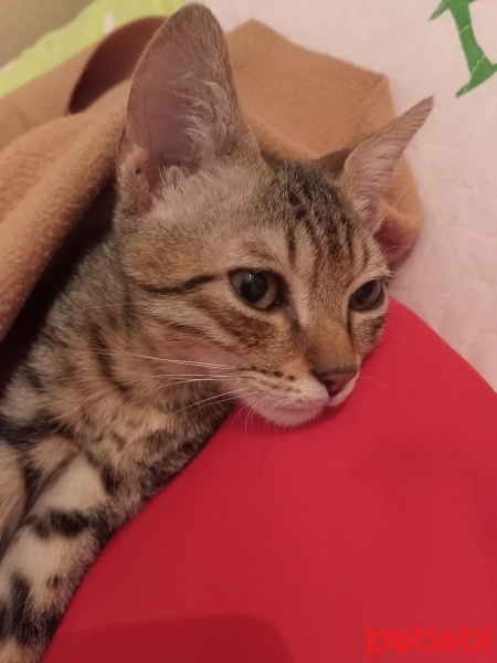 Tekir Kedi, Kedi  Ponçik fotoğrafı