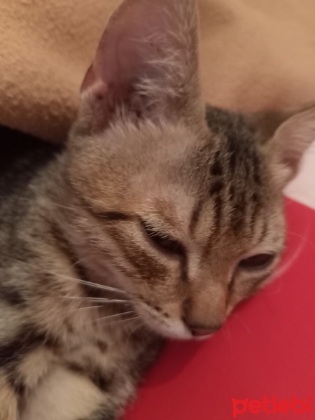 Tekir Kedi, Kedi  Ponçik fotoğrafı