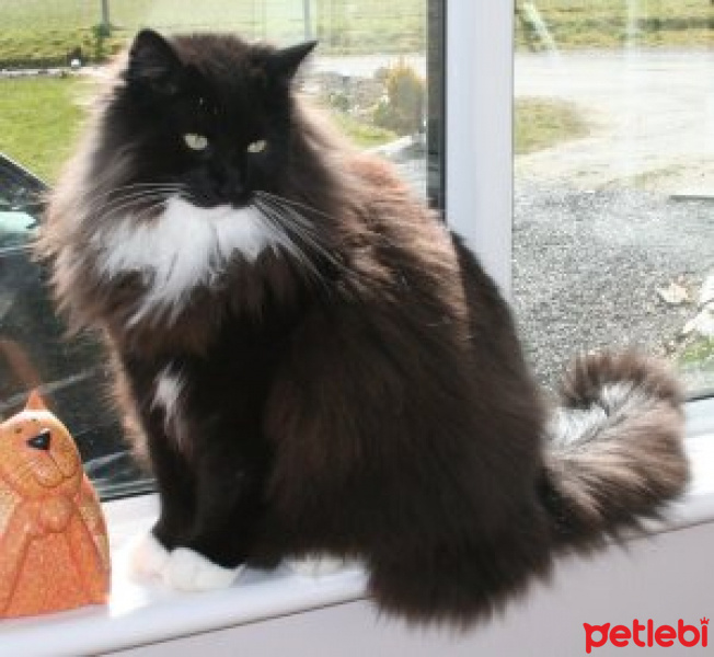 Norwegian Forest, Kedi  kedi fotoğrafı