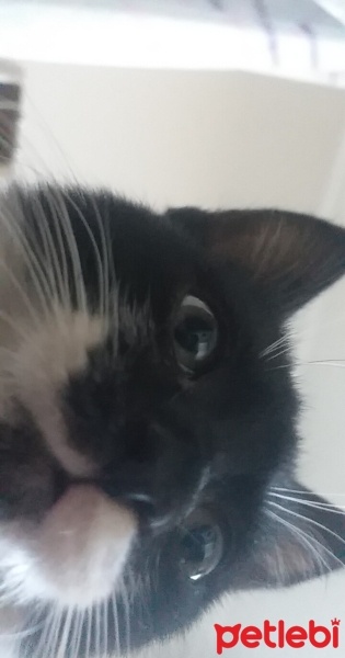 Tuxedo (Smokin) Kedi, Kedi  Tipi fotoğrafı