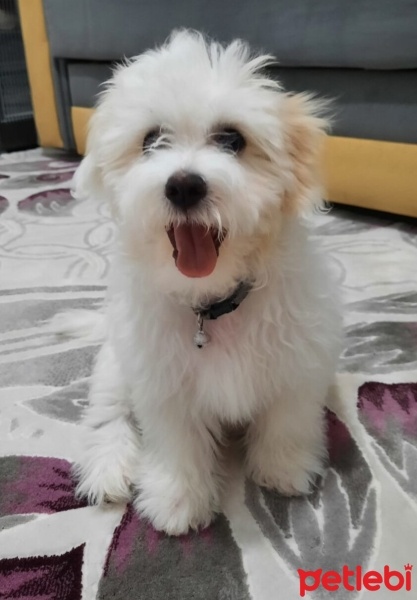 Maltese, Köpek  Sütlaç fotoğrafı