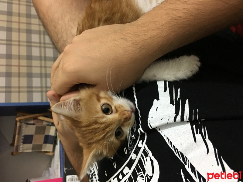 Tekir Kedi, Kedi  Gingivit fotoğrafı