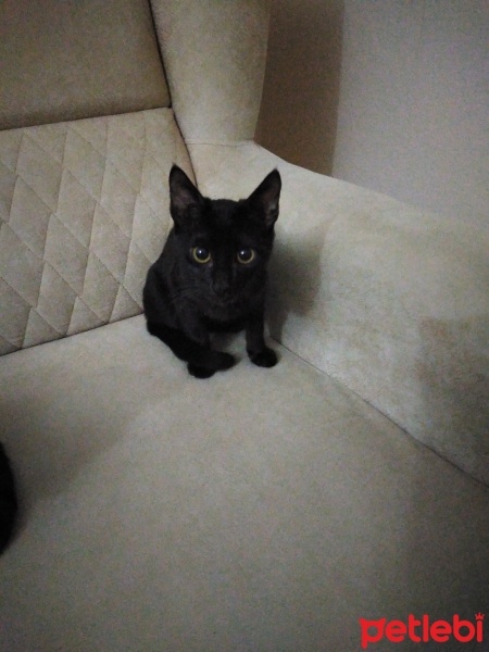 Bombay, Kedi  Böcük fotoğrafı