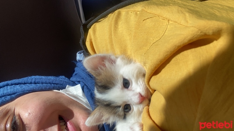 Tekir Kedi, Kedi  Bulut fotoğrafı