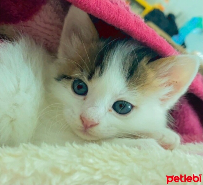 Tekir Kedi, Kedi  Bulut fotoğrafı