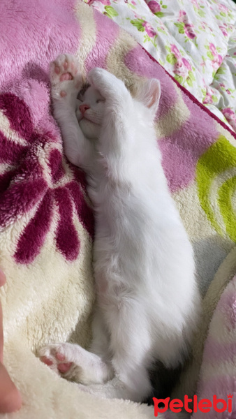 Tekir Kedi, Kedi  Bulut fotoğrafı