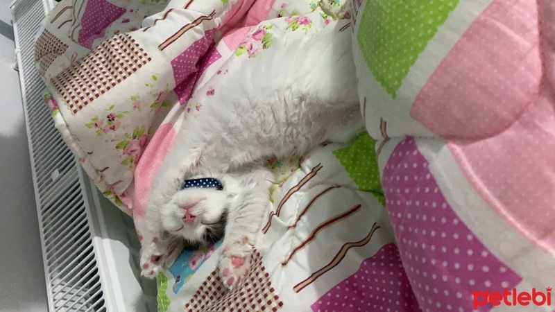 Tekir Kedi, Kedi  Bulut fotoğrafı