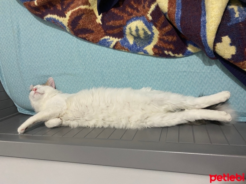 Tekir Kedi, Kedi  Bulut fotoğrafı