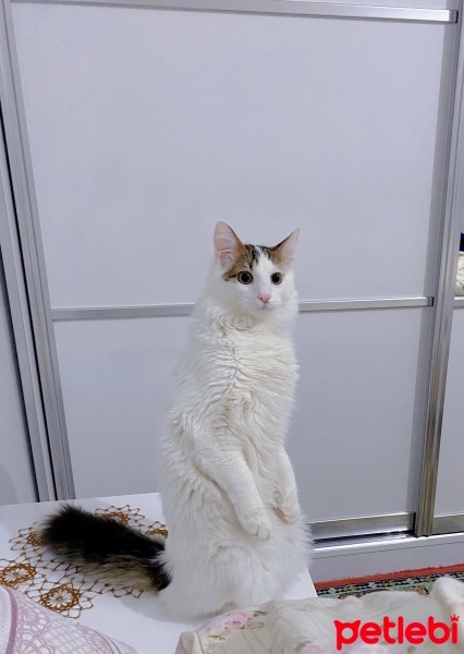 Tekir Kedi, Kedi  Bulut fotoğrafı