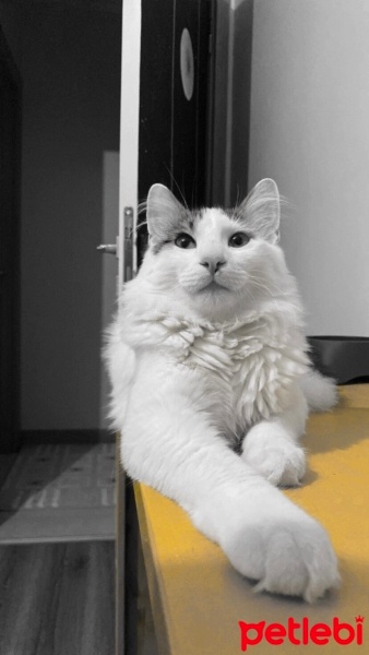 Tekir Kedi, Kedi  Bulut fotoğrafı