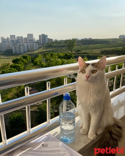Tekir Kedi, Kedi  Bulut fotoğrafı