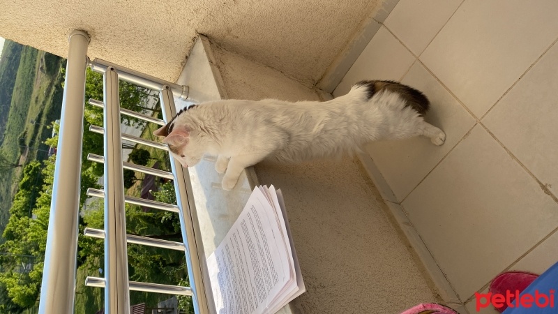 Tekir Kedi, Kedi  Bulut fotoğrafı