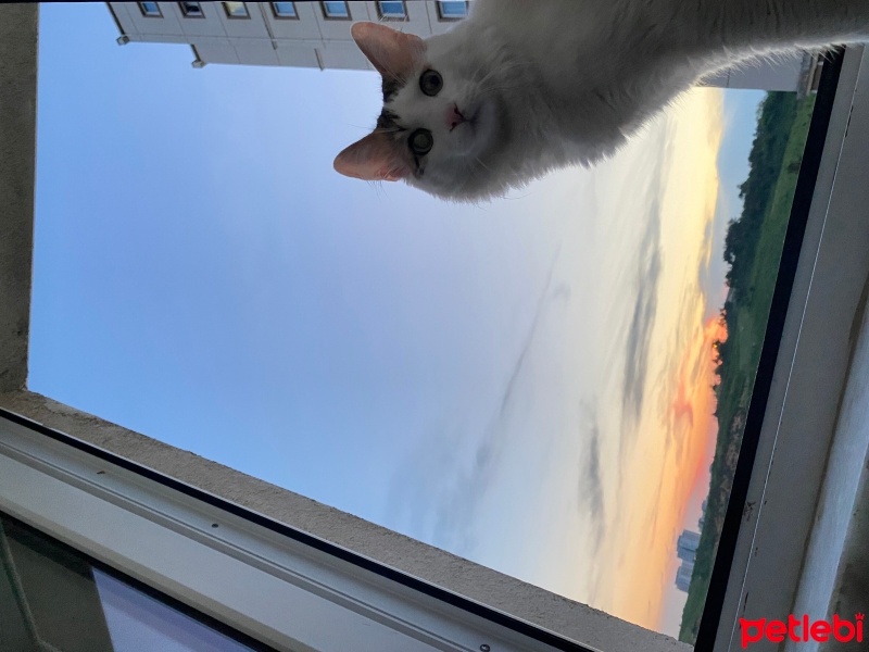 Tekir Kedi, Kedi  Bulut fotoğrafı