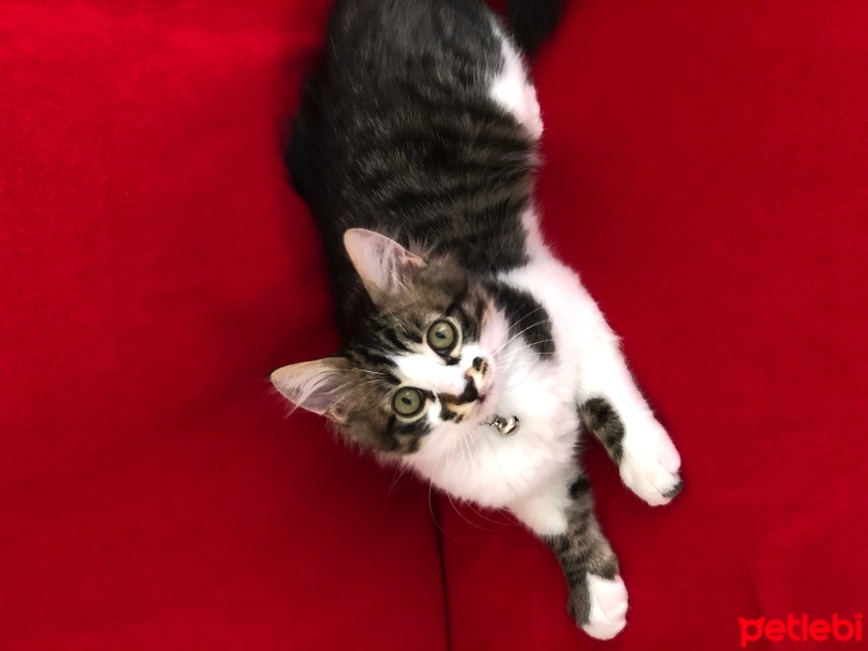 Tekir Kedi, Kedi  Jersey fotoğrafı