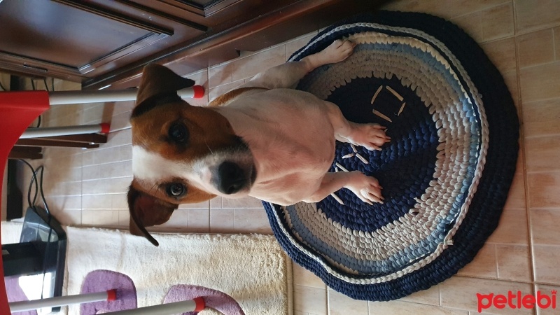 Jack Russell Terrier, Köpek  Mylo fotoğrafı