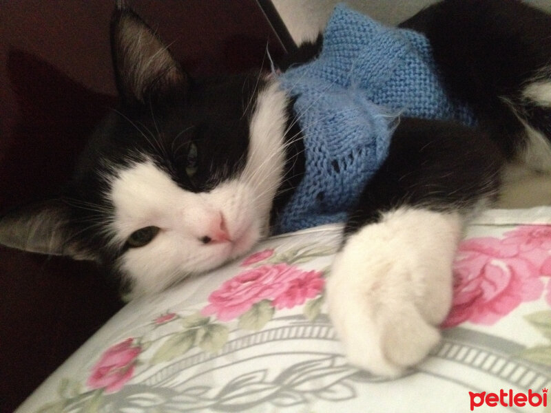 Tuxedo (Smokin) Kedi, Kedi  Yamada  fotoğrafı