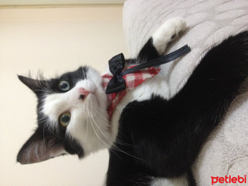 Tuxedo (Smokin) Kedi, Kedi  Yamada  fotoğrafı