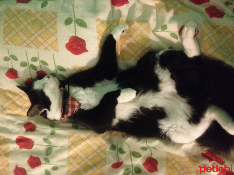 Tuxedo (Smokin) Kedi, Kedi  Yamada  fotoğrafı