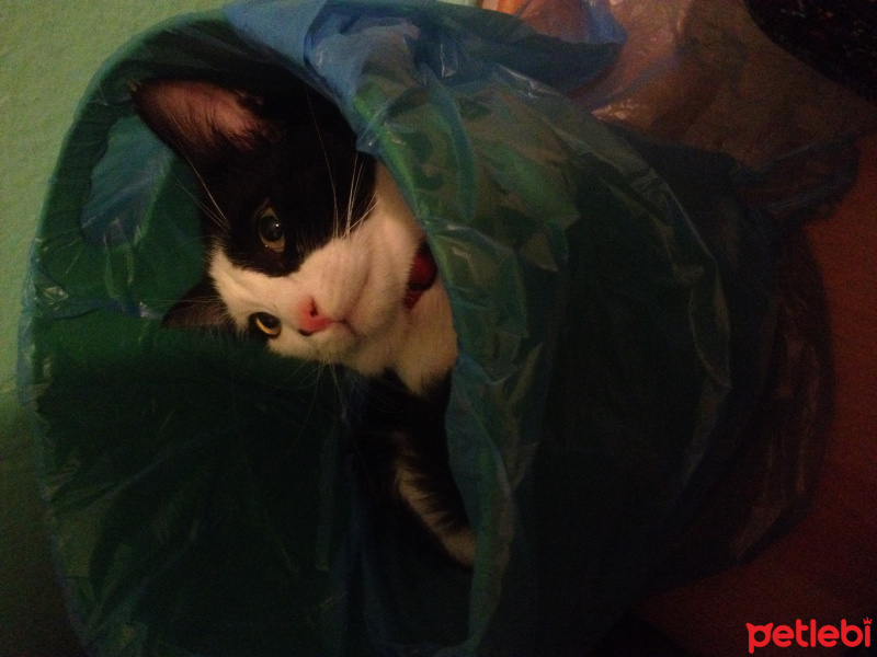 Tuxedo (Smokin) Kedi, Kedi  Yamada  fotoğrafı