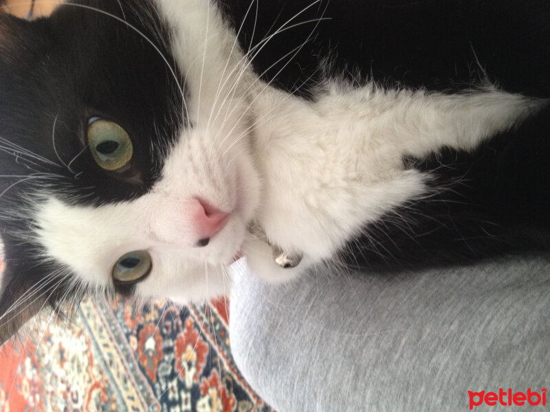 Tuxedo (Smokin) Kedi, Kedi  Yamada  fotoğrafı