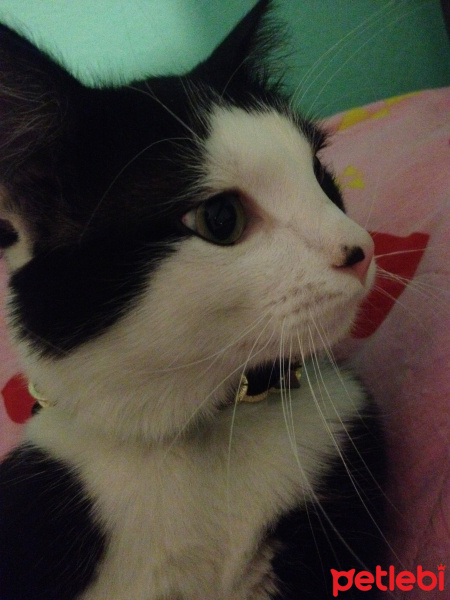 Tuxedo (Smokin) Kedi, Kedi  Yamada  fotoğrafı