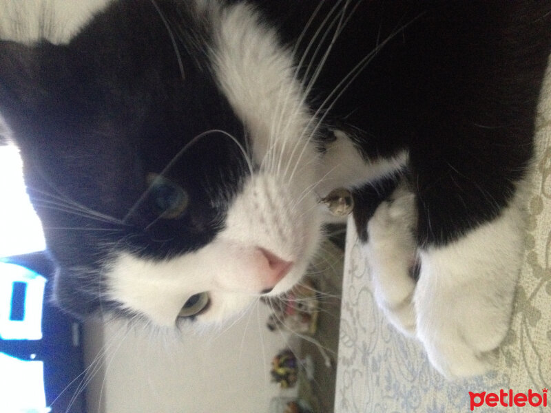 Tuxedo (Smokin) Kedi, Kedi  Yamada  fotoğrafı