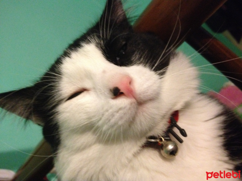 Tuxedo (Smokin) Kedi, Kedi  Yamada  fotoğrafı