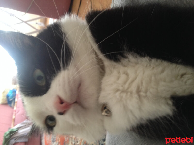 Tuxedo (Smokin) Kedi, Kedi  Yamada  fotoğrafı